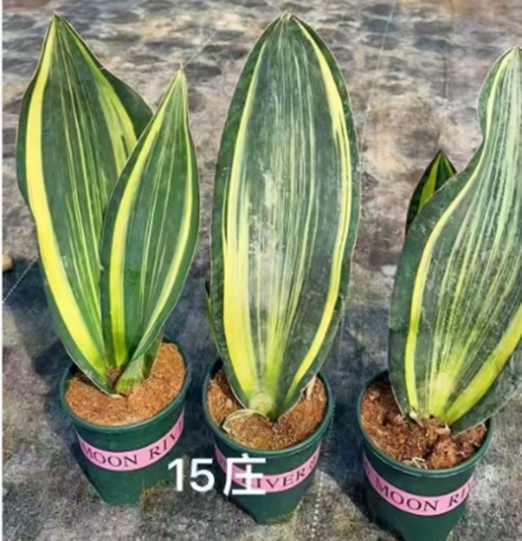 Сансевиерия вариегатная Масониана