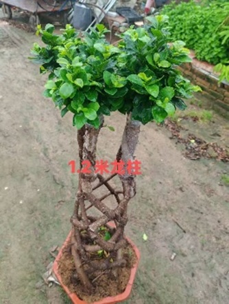 Фикус микрокарпа Моклэйм переплетенный