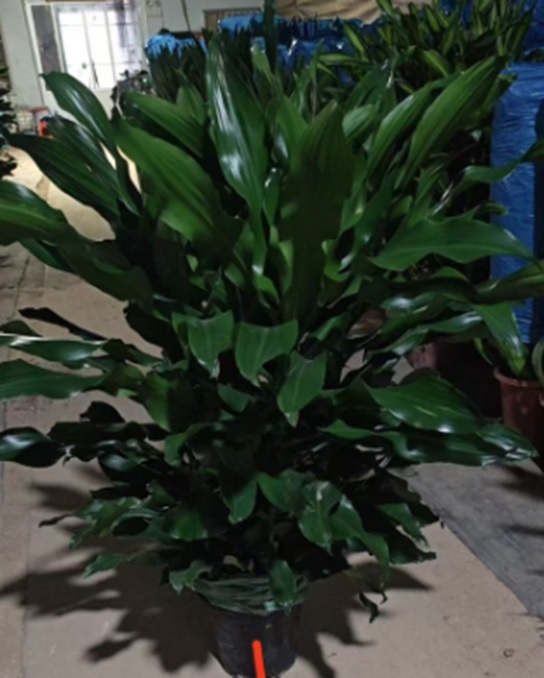 Драцена фрагранс Компакта