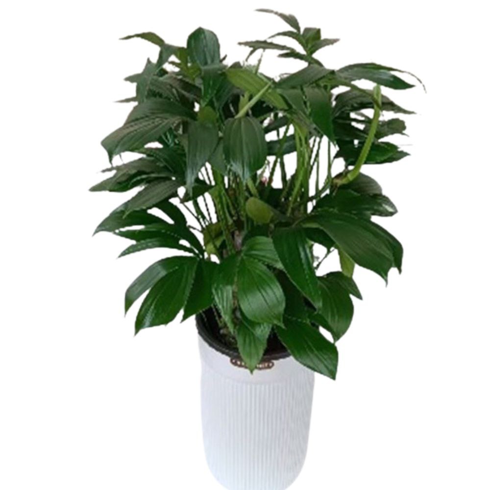 Филодендрон Флорида Грин в белом кашпо