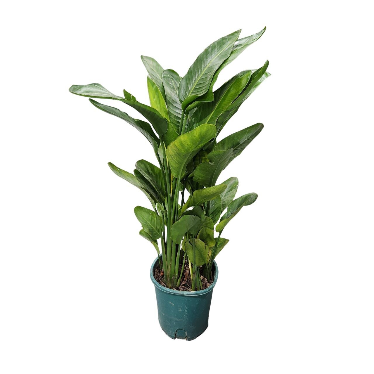 Стрелиция Николая