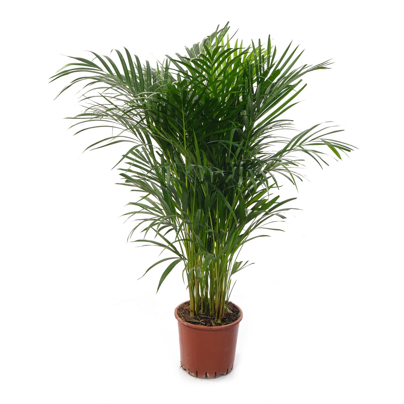 Хризолидокарпус Лутесценс