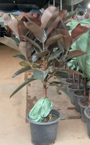 Фикус эластика Бургунди штамбовый