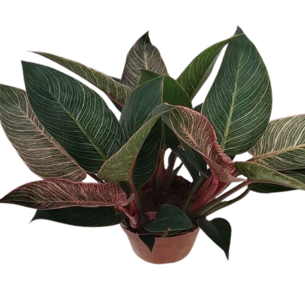 Филодендрон Пинк Бикини