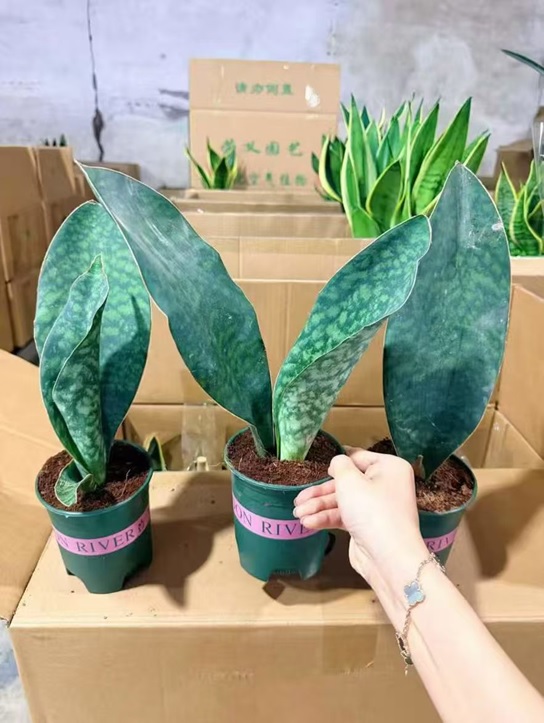 Сансевиерия Масониана