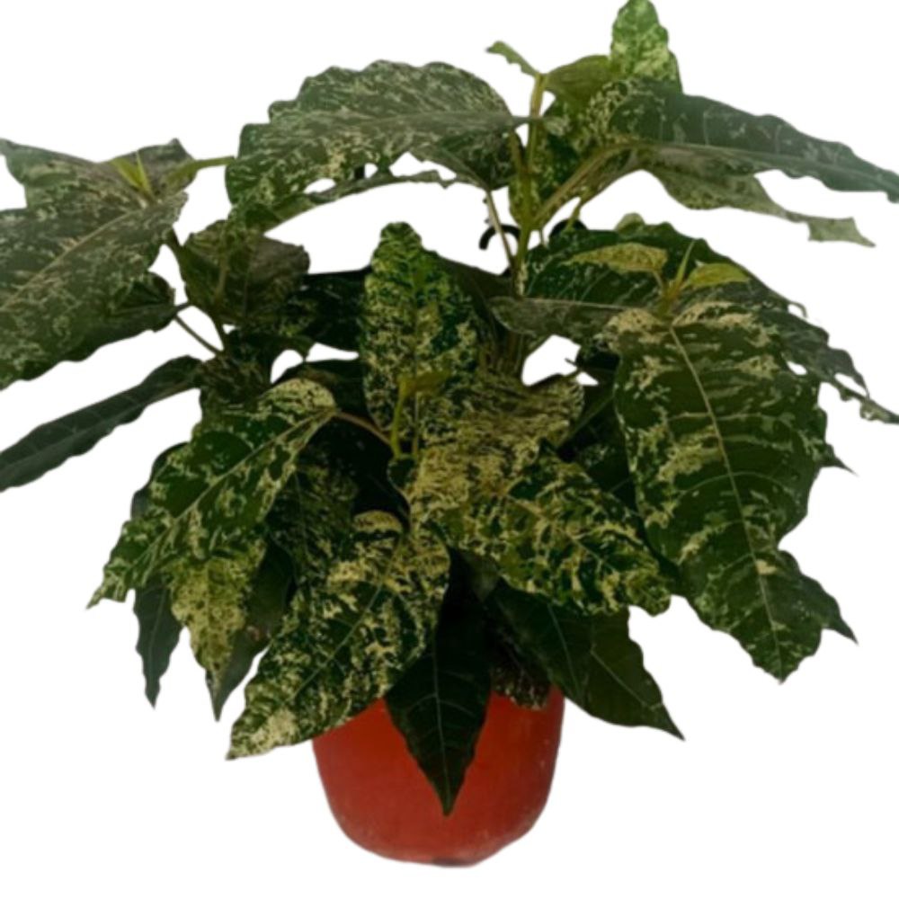 Фикус Аспера