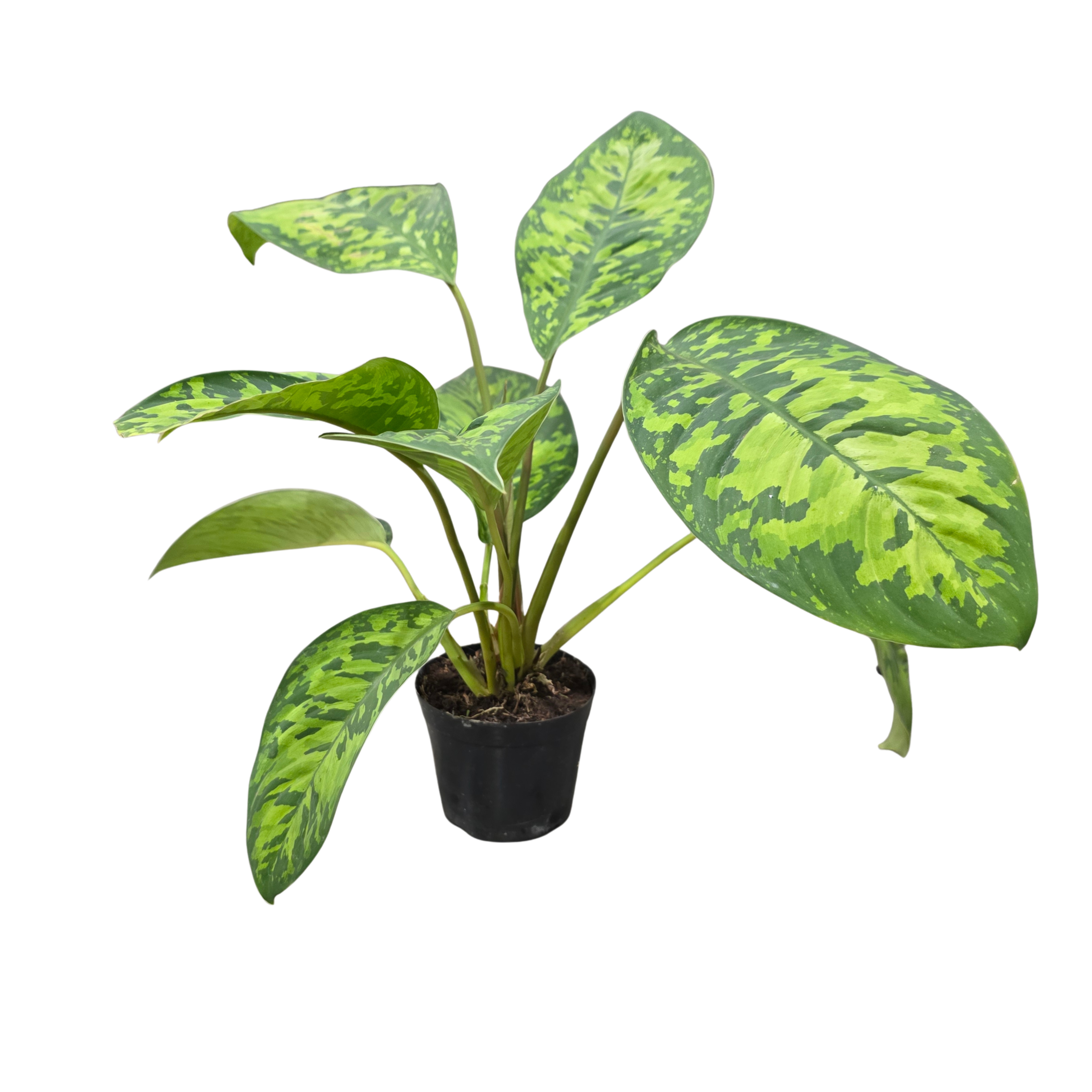 Хомаломена Камуфляж