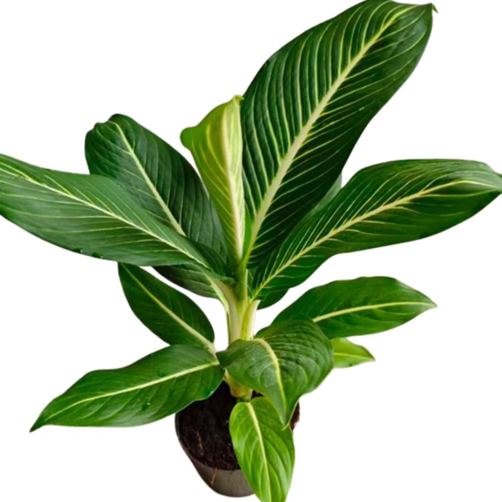 Диффенбахия Стерлинг