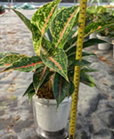 Аглаонема Найтспаркл на гидропонике