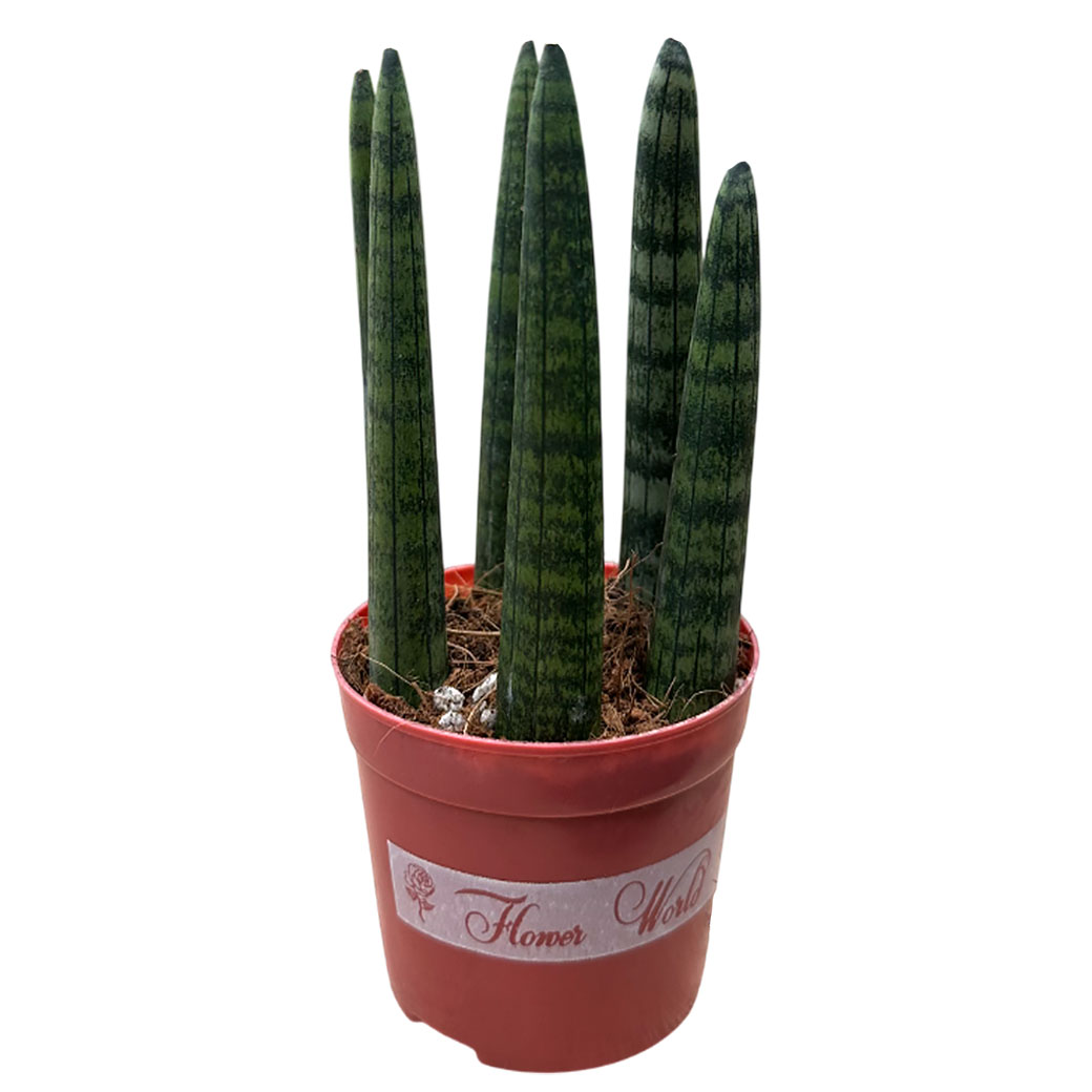 Сансевиерия цилиндрическая