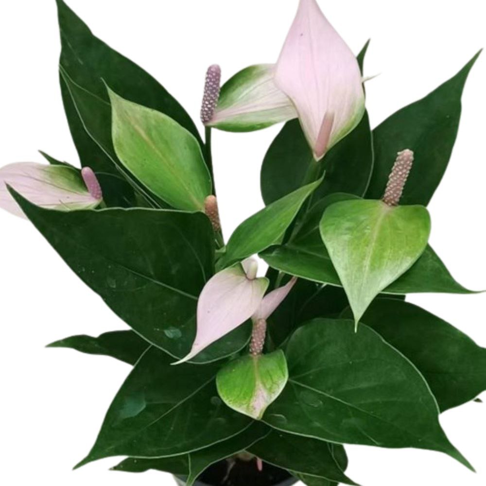 Антуриум андрианум Принцесс Алексия