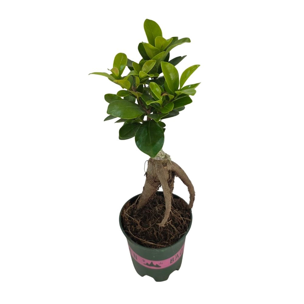 Фикус микрокарпа Гинсенг