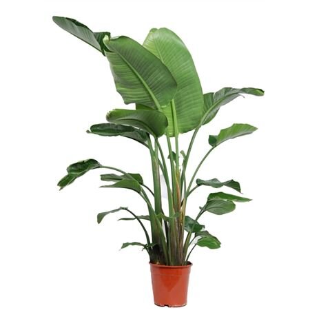 Стрелиция Николая