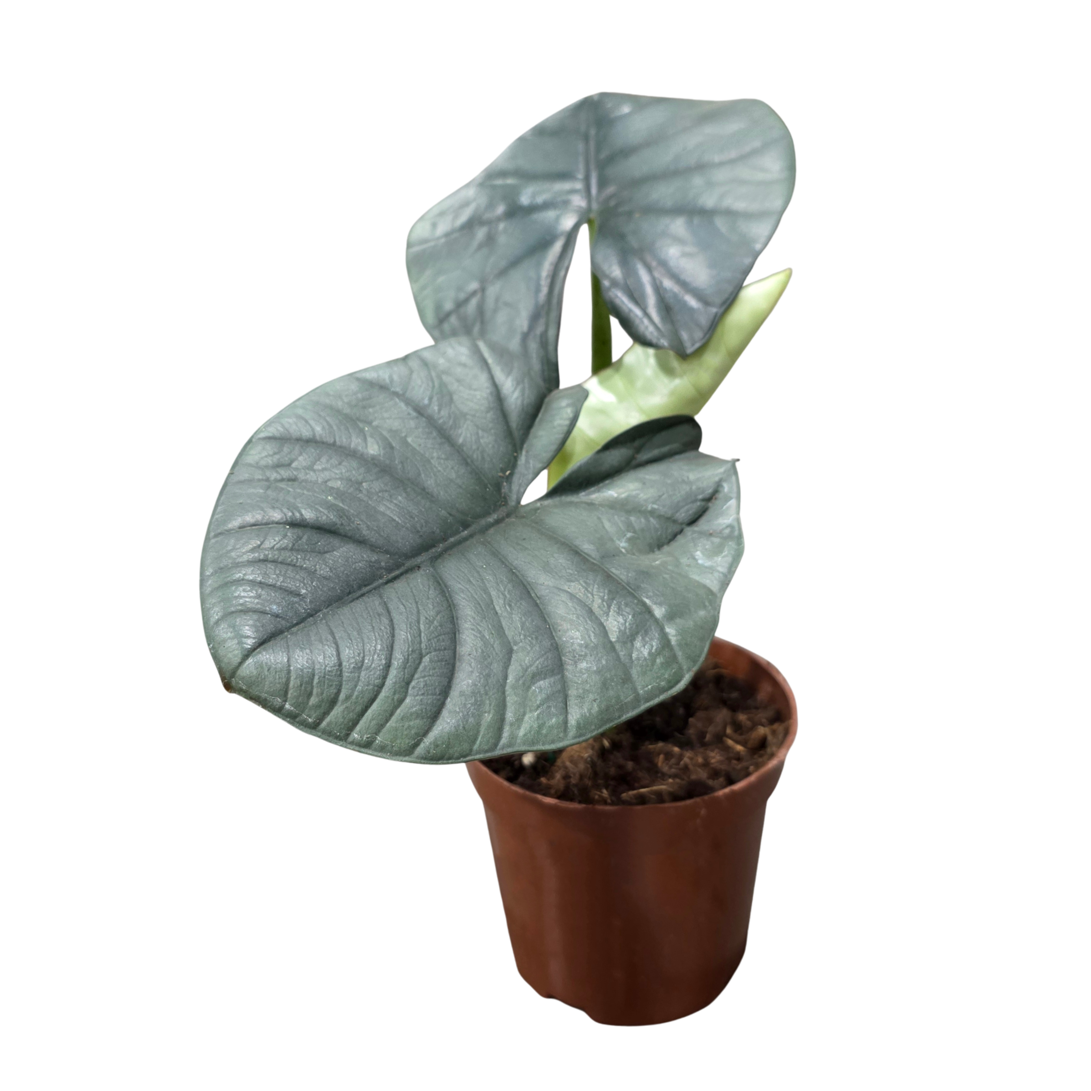 Алоказия Скальпрум