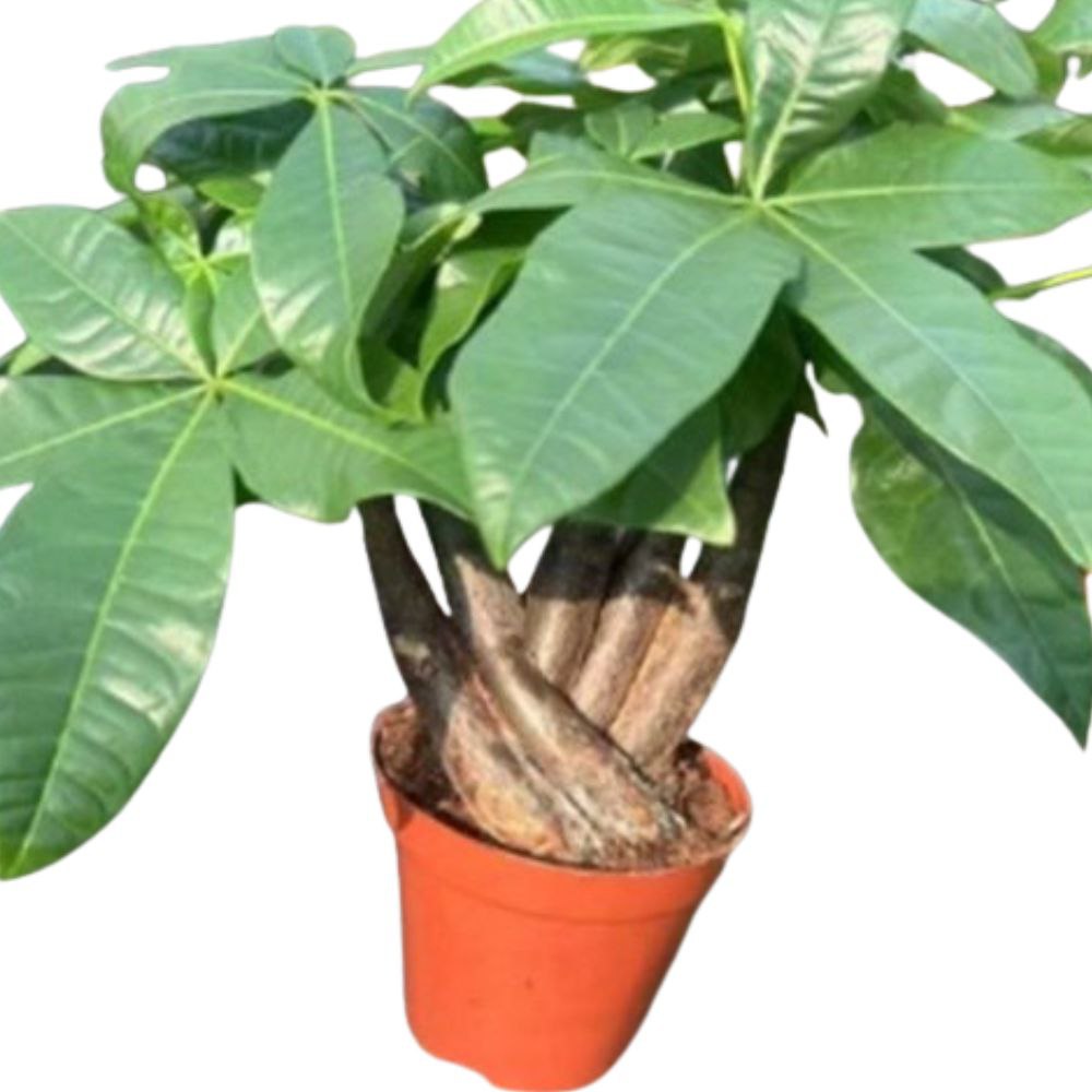 Пахира Акватика рука будды