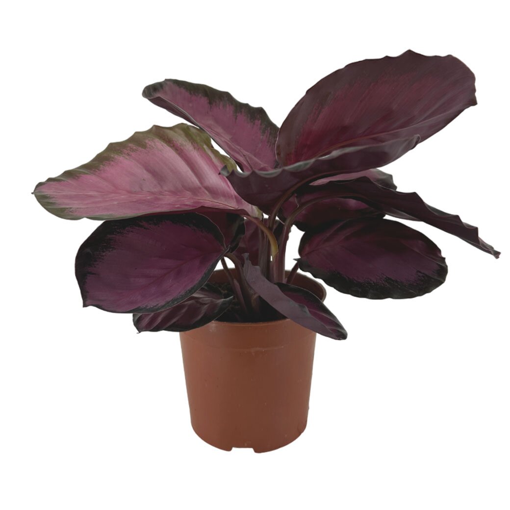 Калатея Розеопикта Роси