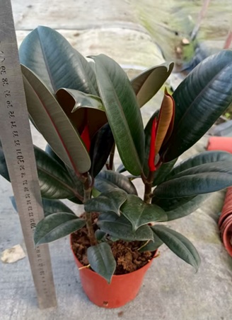 Фикус эластика Бургунди 3 ст