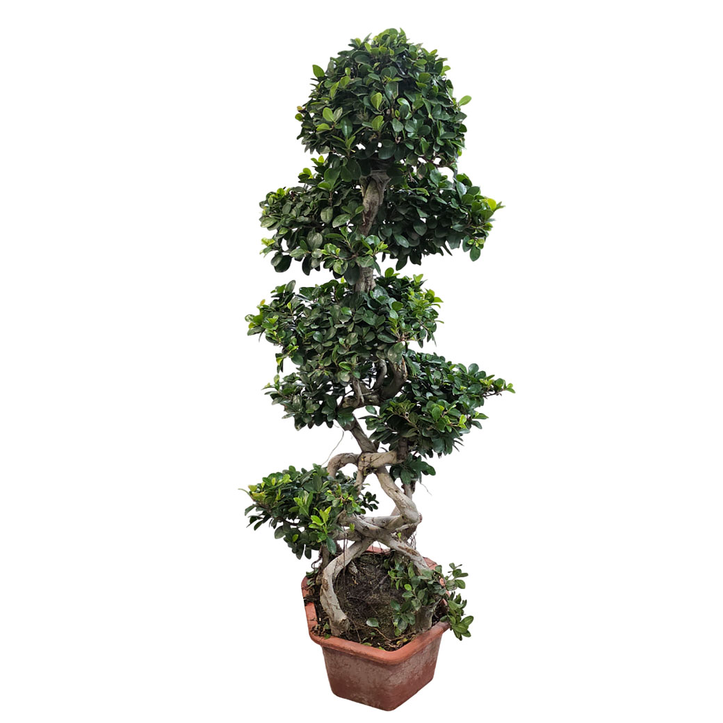 Фикус микрокарпа Гинсенг пагода