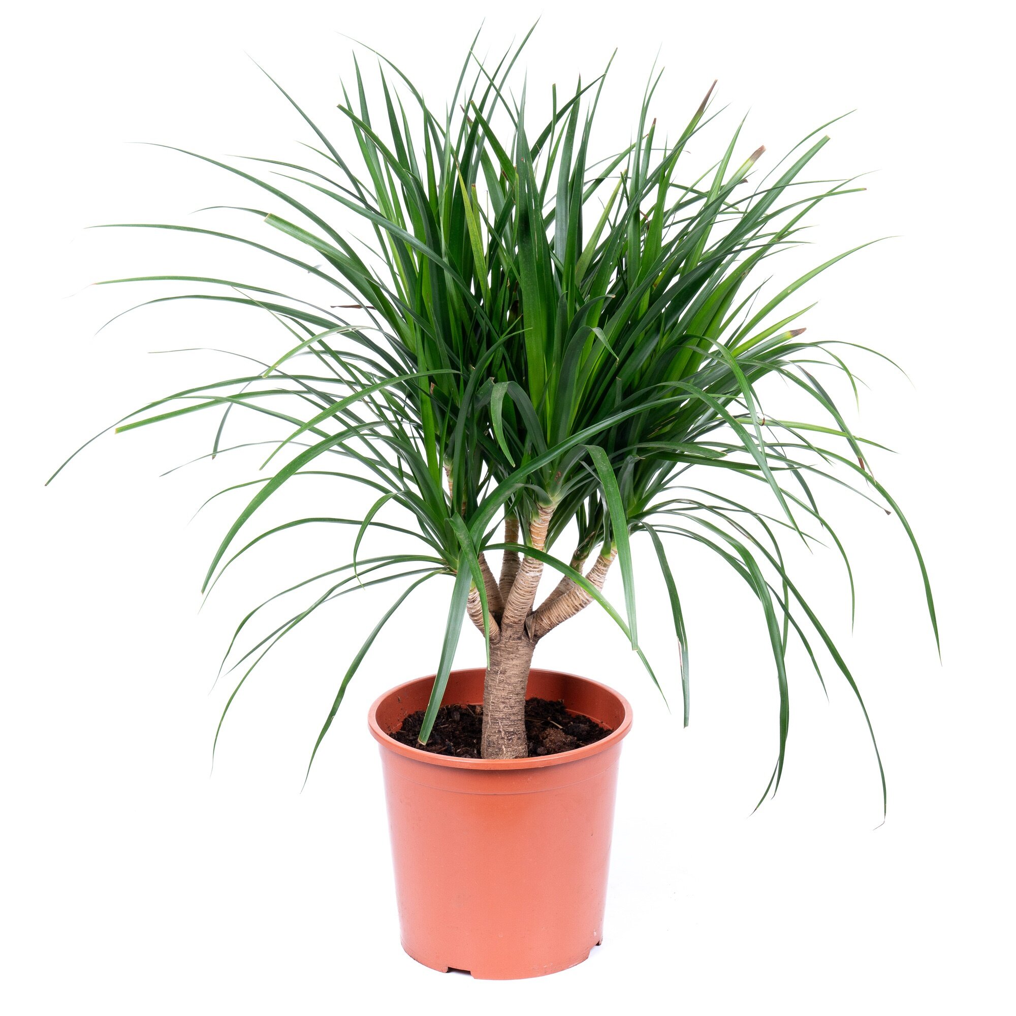 Драцена Драко