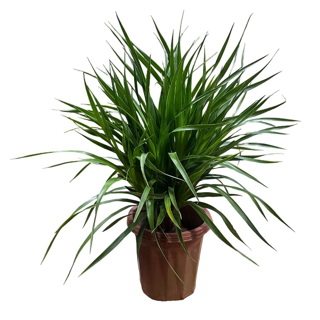 Драцена Драко