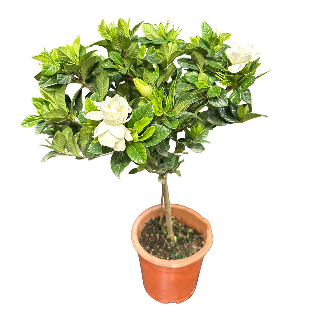 Гардения штамбовая