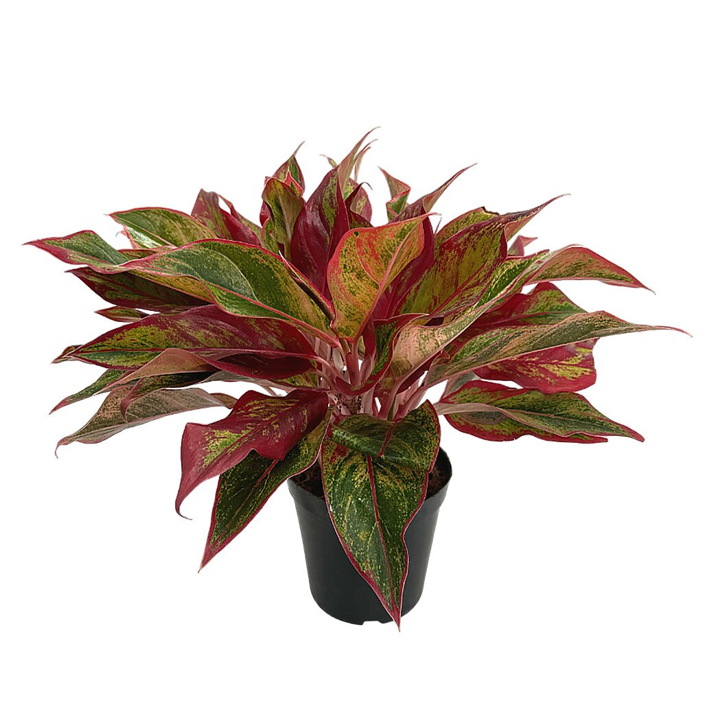 Аглаонема 3 ст красная