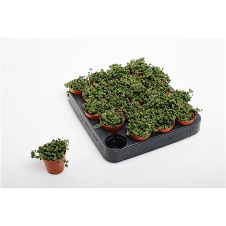 Сенецио Роулеанус