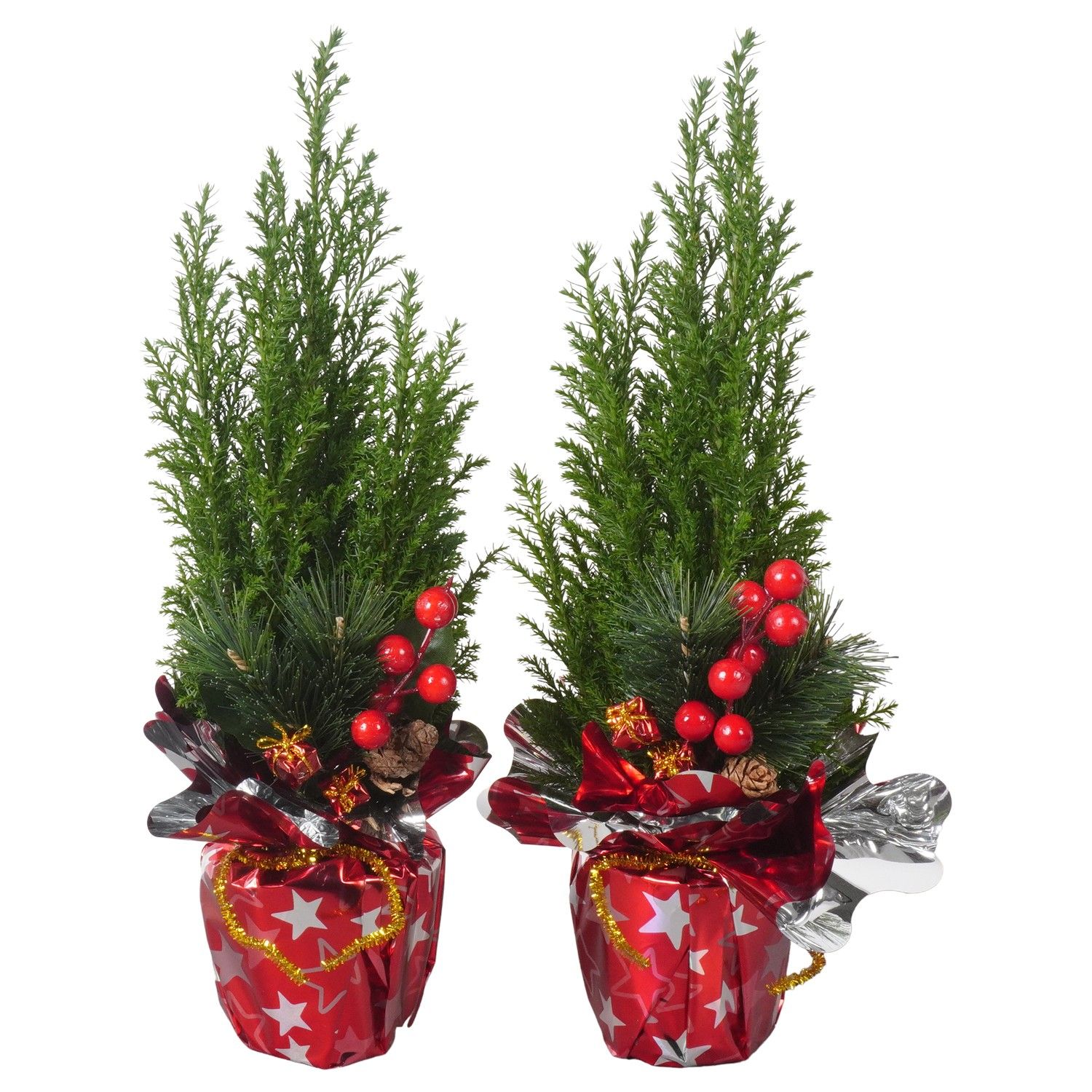 Кипарисовик лавсона Элвуди в новогодней упаковке ртк 111