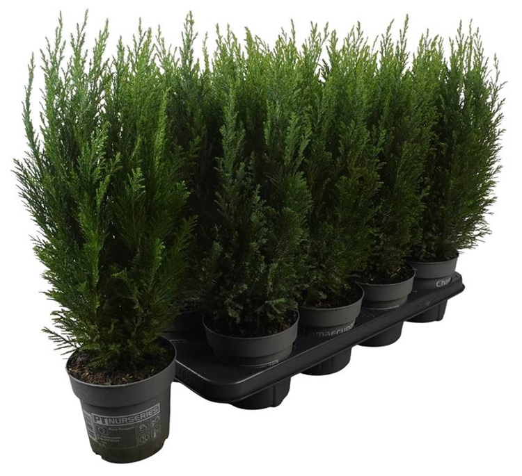 Кипарисовик лавсона Элвуди ptk25133