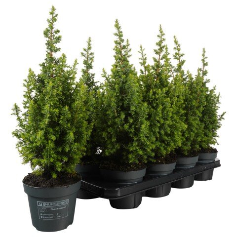 Кипарисовик туевидный Топ Поинт