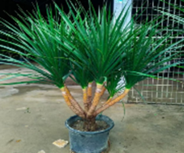 Драцена Драко разветвленная