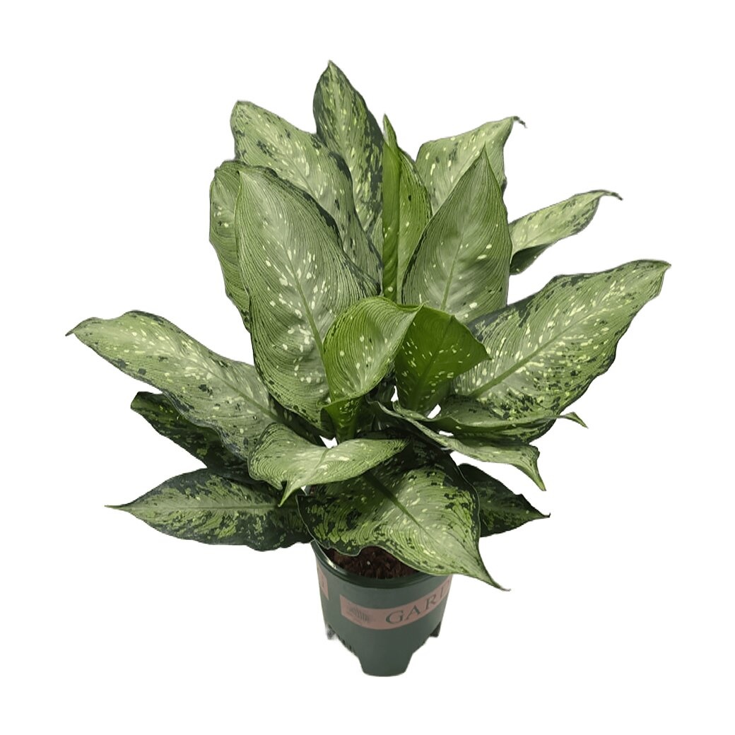 Диффенбахия Тропикал Тики