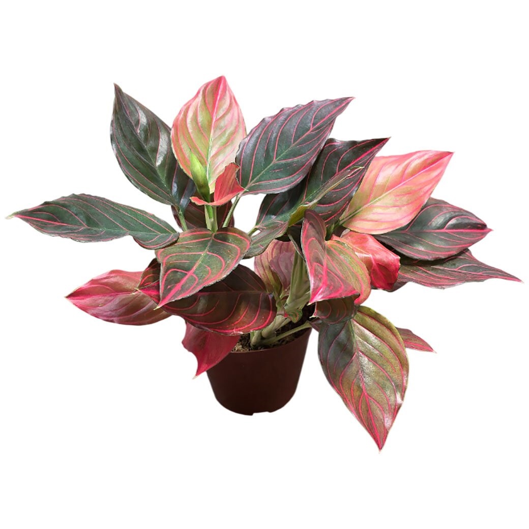 Аглаонема Ред Вайн