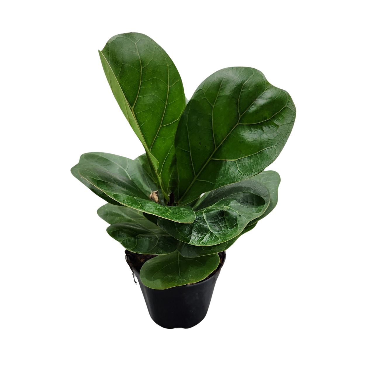 Фикус лирата Бамбино