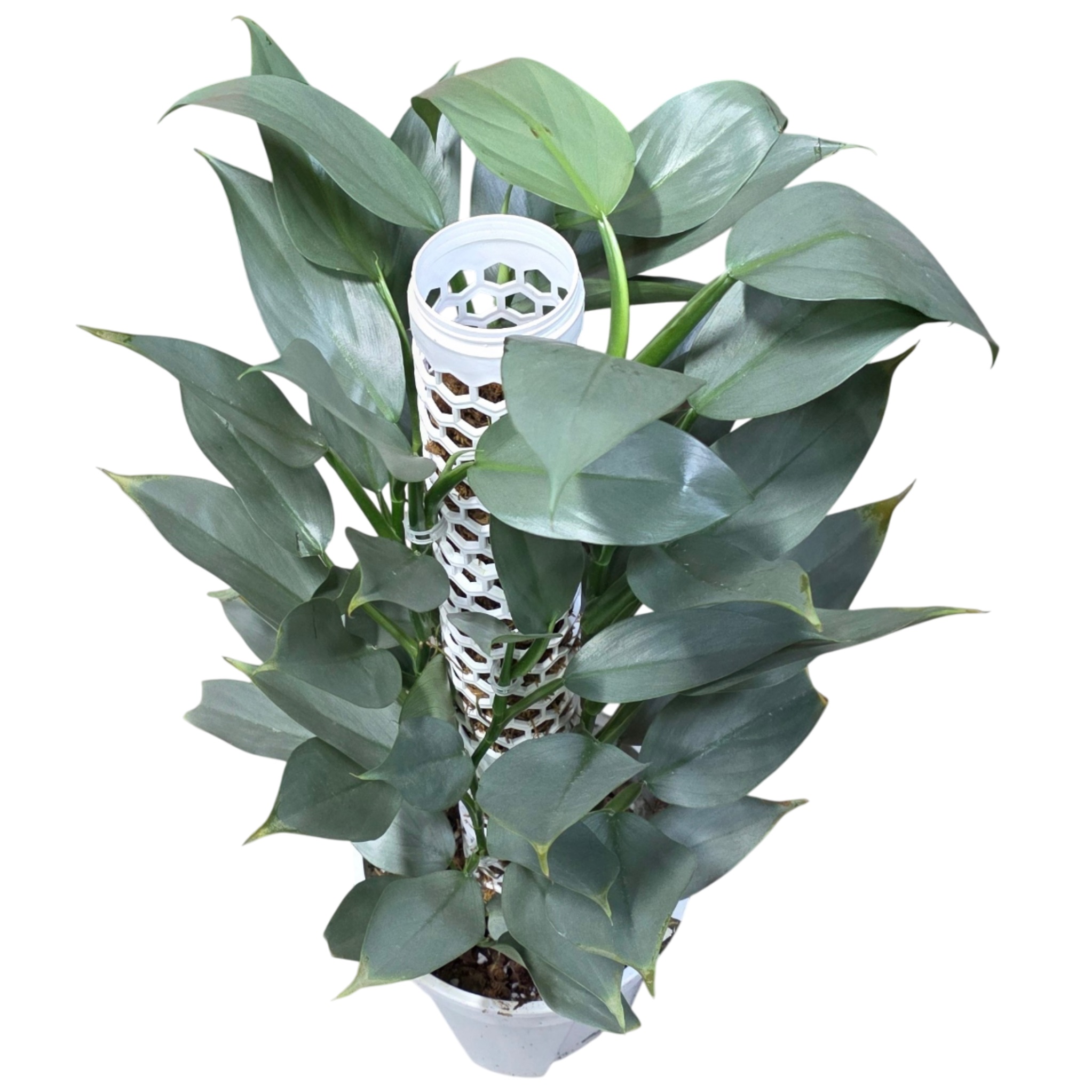 Филодендрон Сильвер Даст моссток