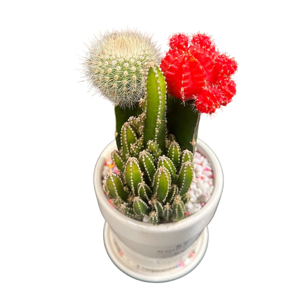 Кактус Микс в керамике