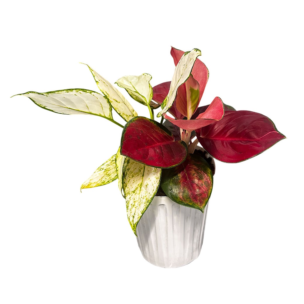 Аглаонема бело-красная