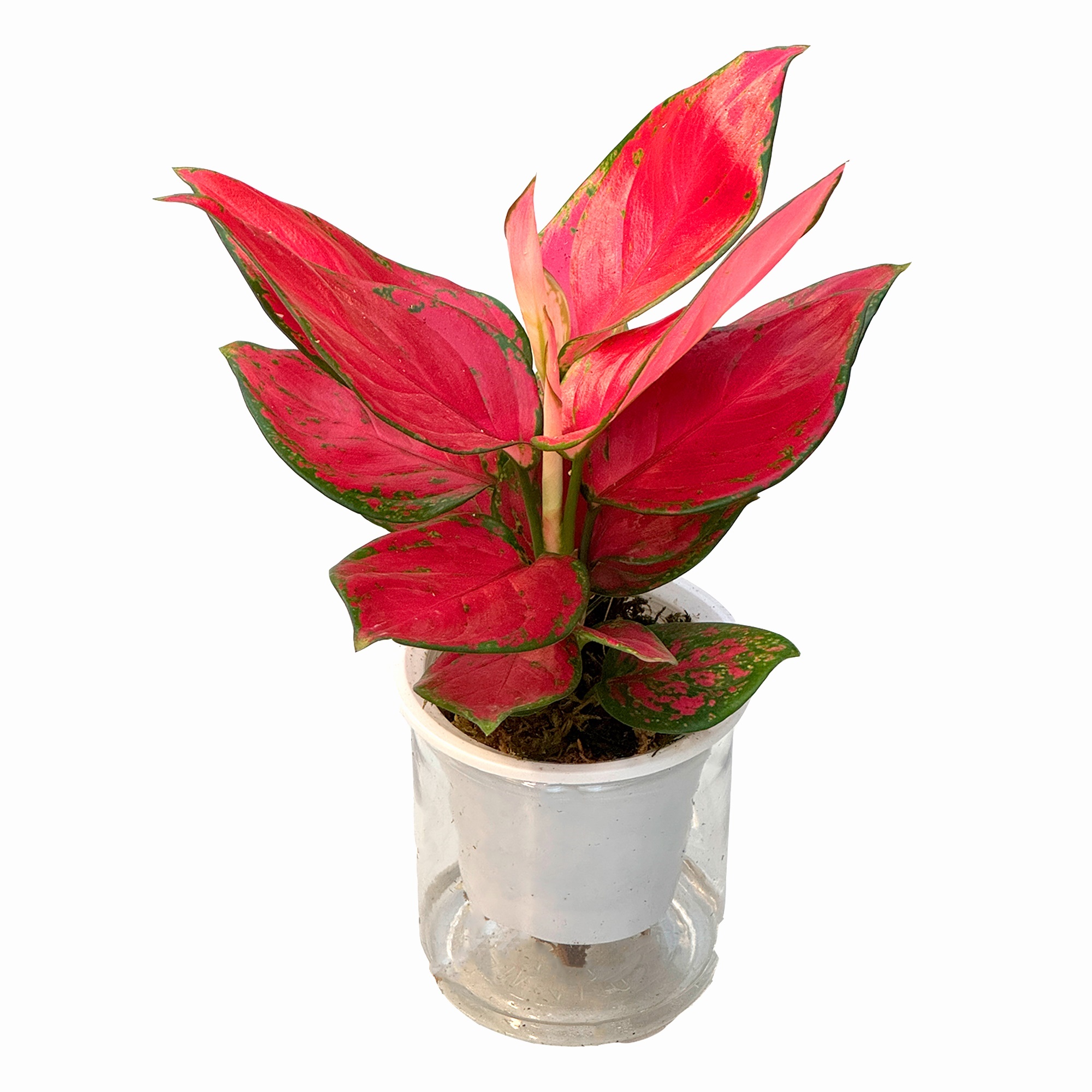 Аглаонема на воде