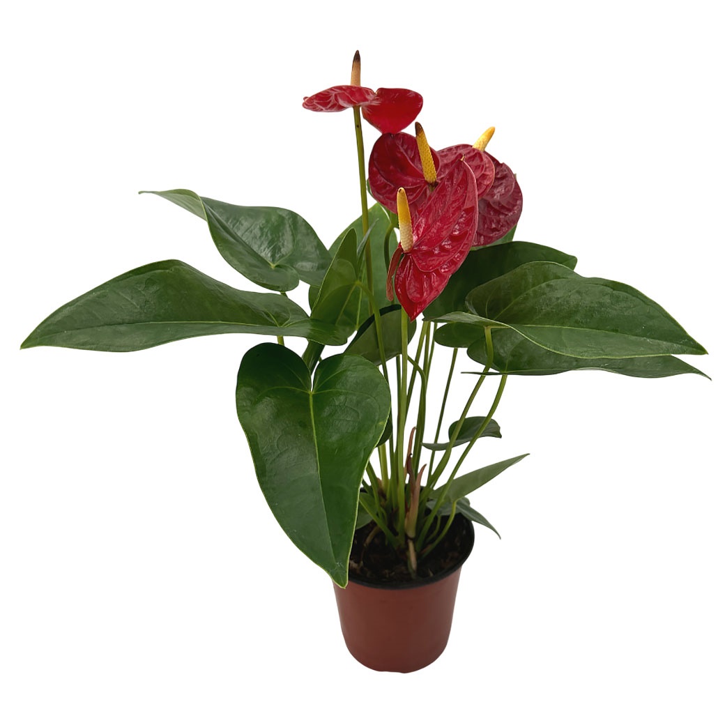 Антуриум андрианум Лаки Стар 12