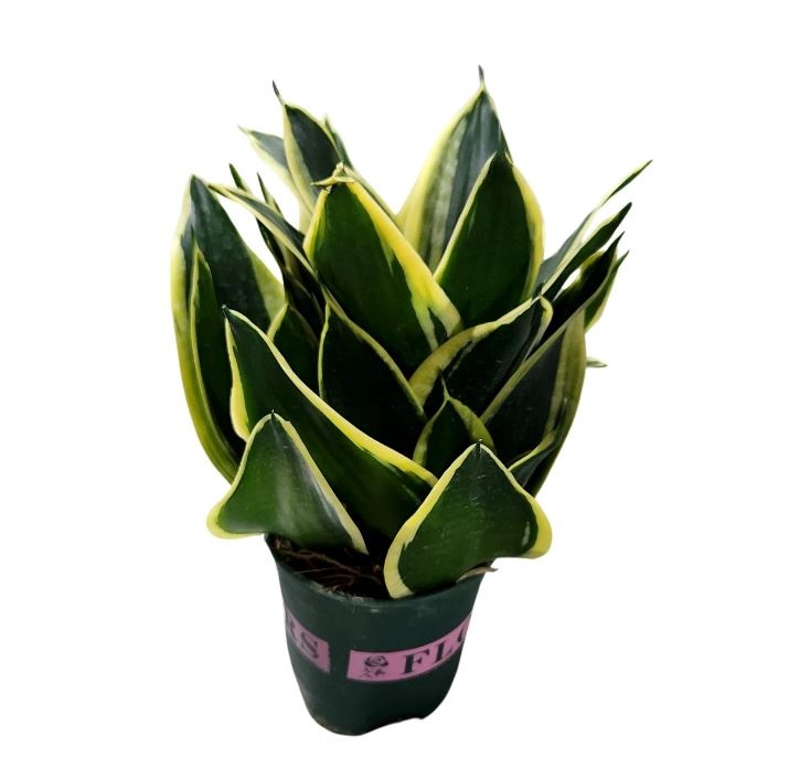 Сансевиерия Лотус Хании