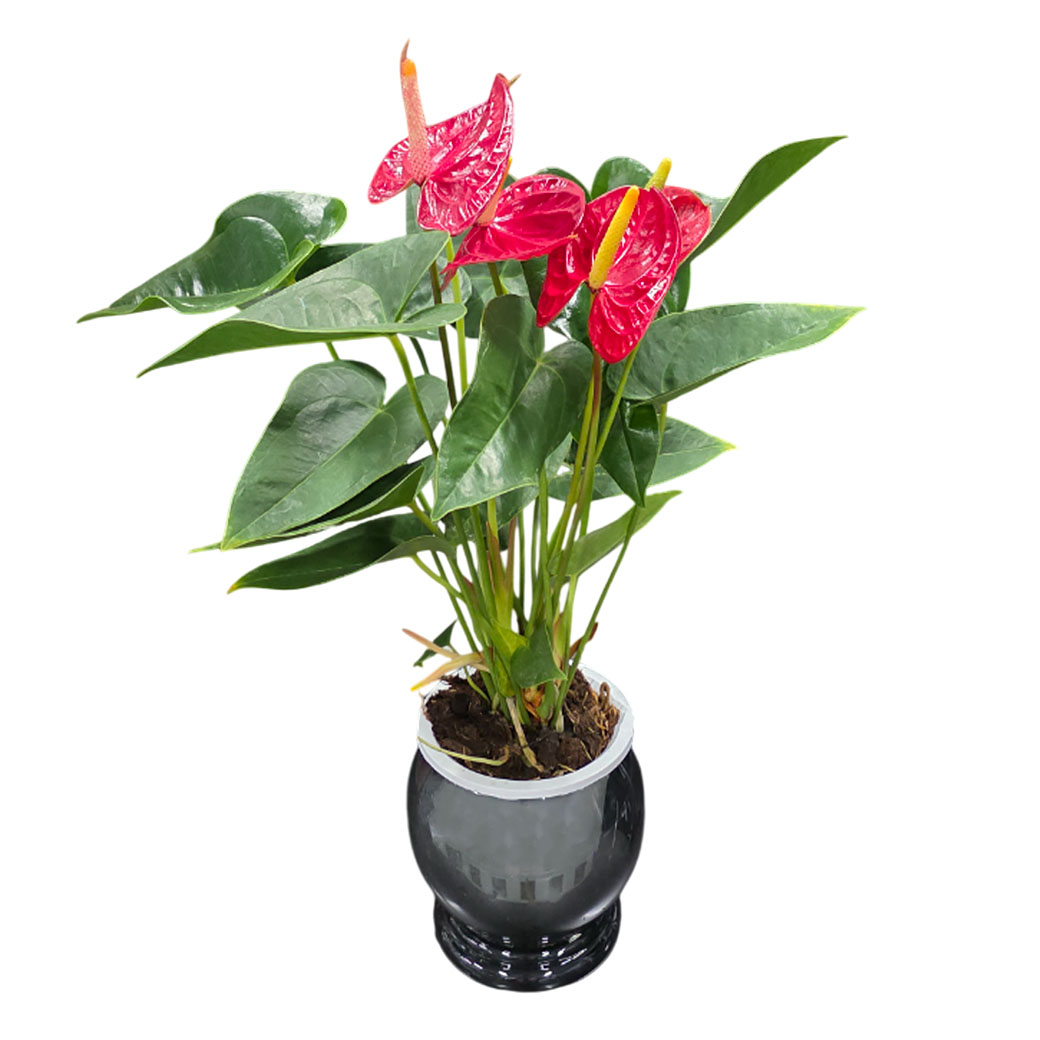 Антуриум андрианум Лаки Стар в кашпо