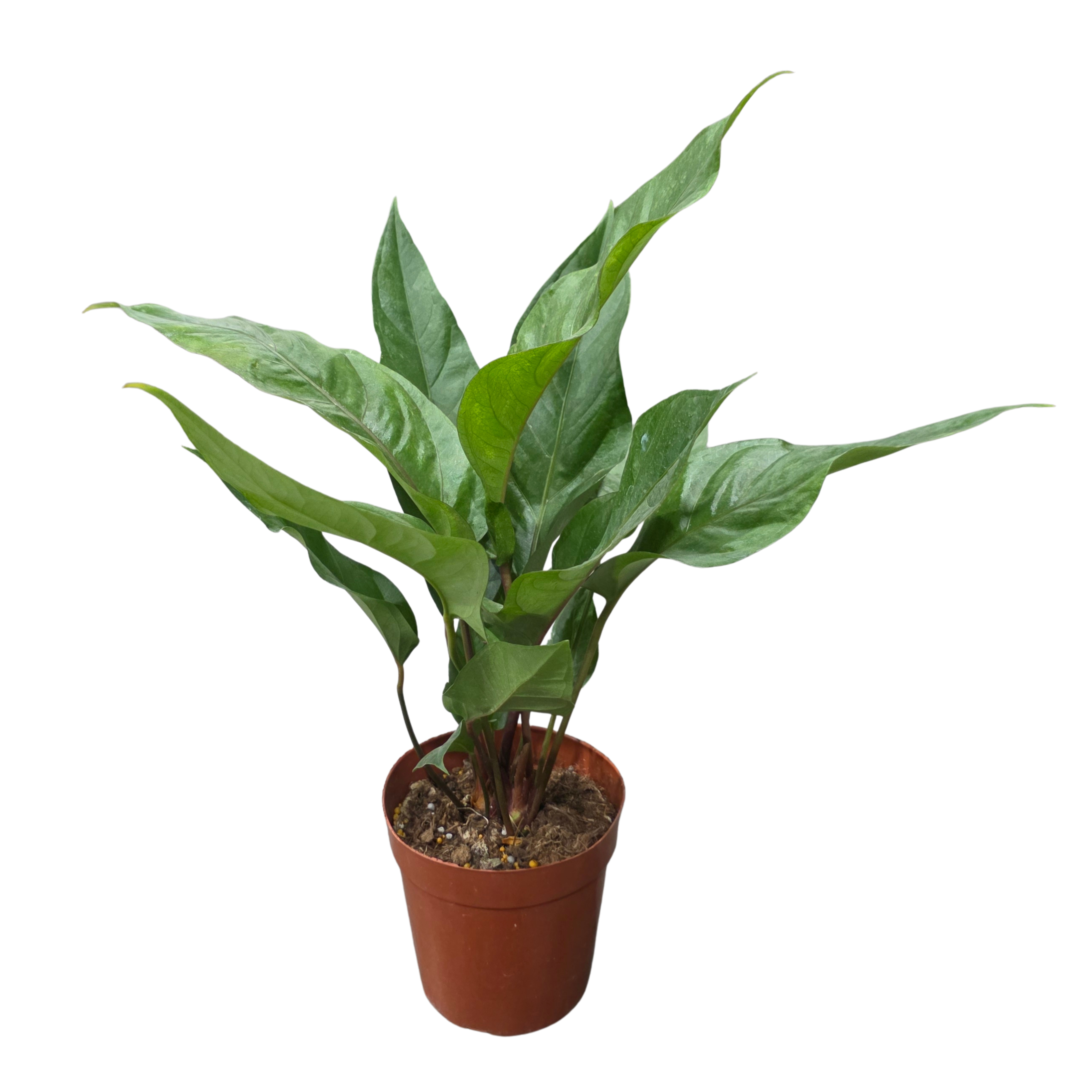 Антуриум рефлексинервиум