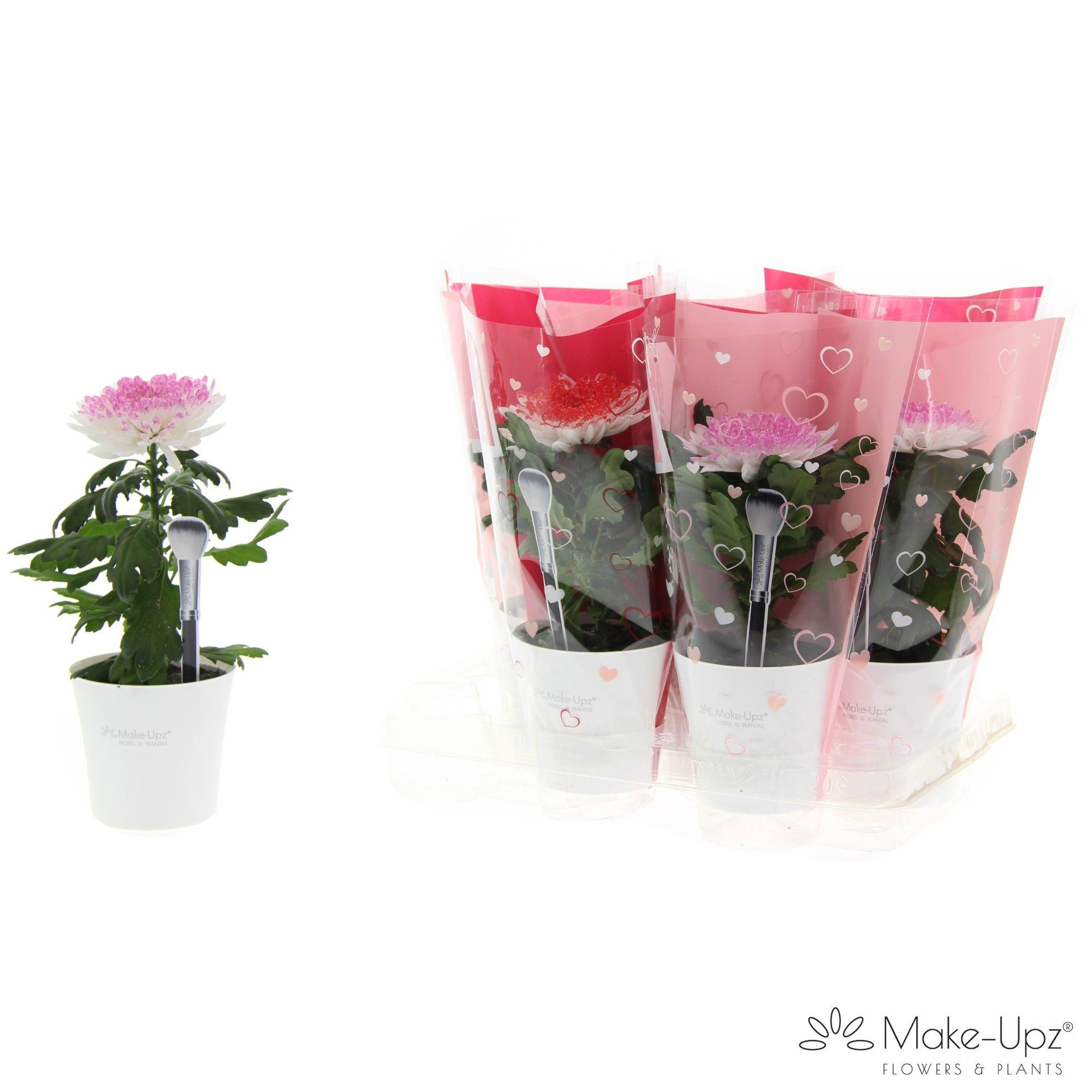 Хризантема краш. Супернова вайт глосс