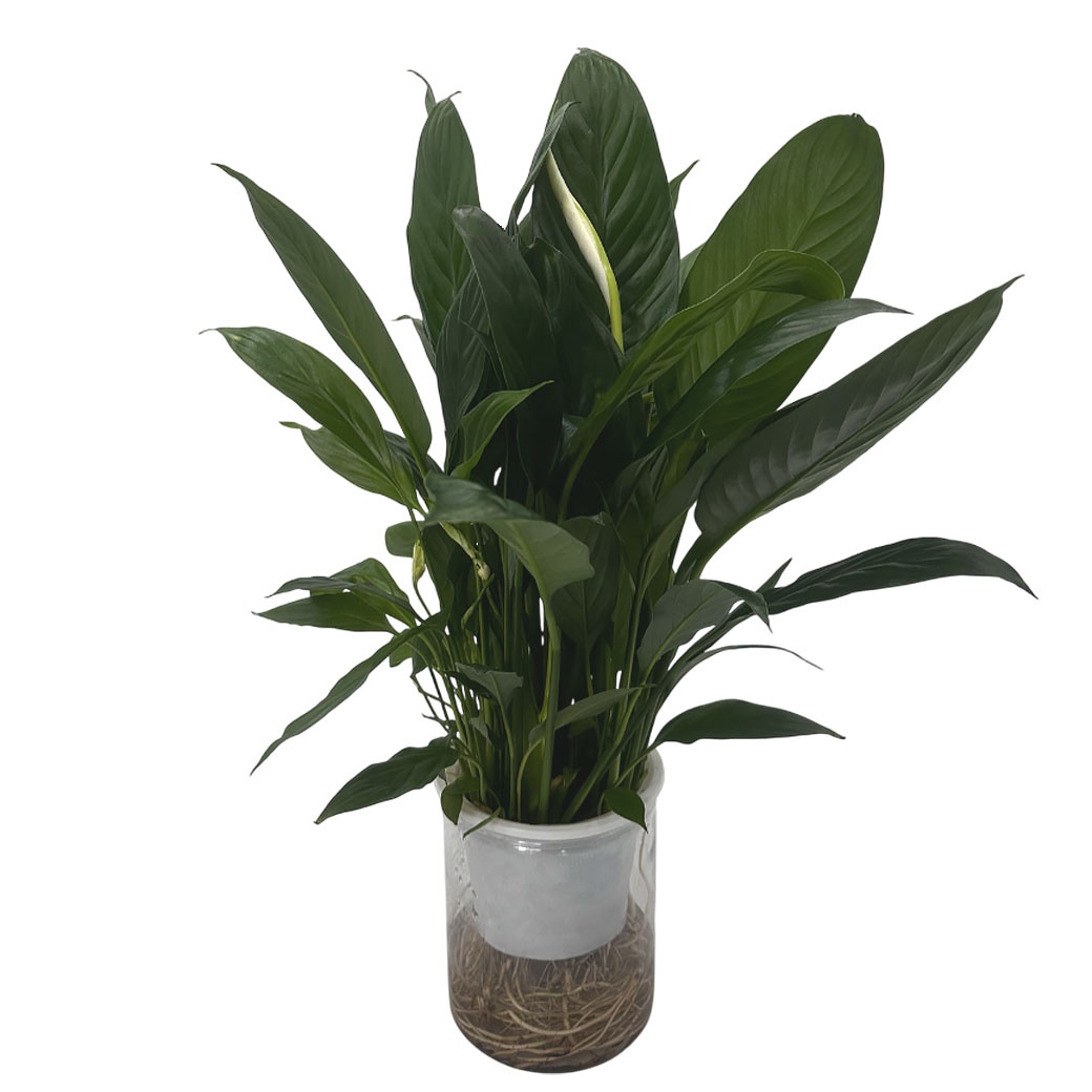 Спатифиллум Шопен на гидропонике