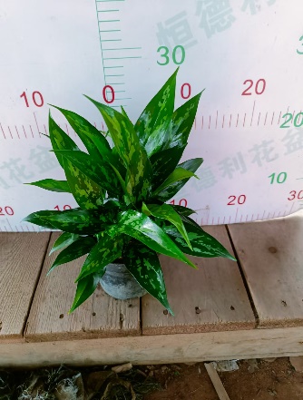 Аглаонема черная Боул Оф Бьюти