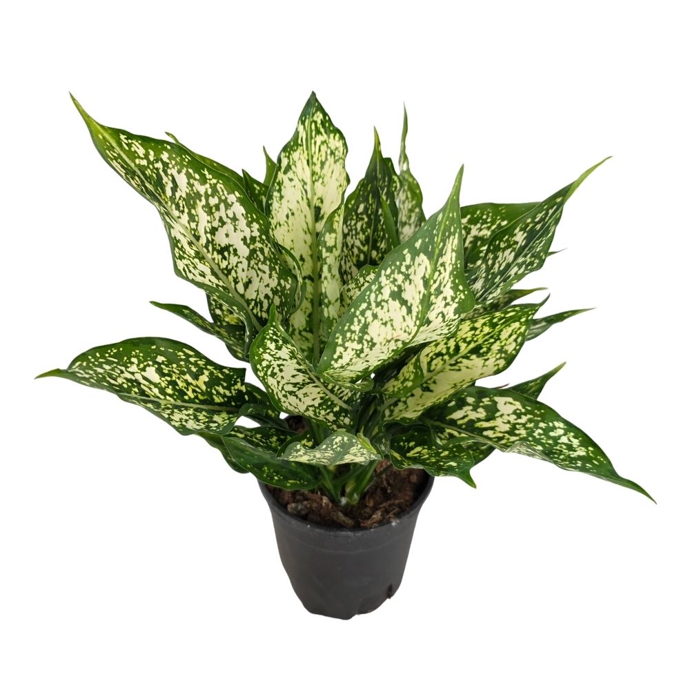 Аглаонема Лемон Куин