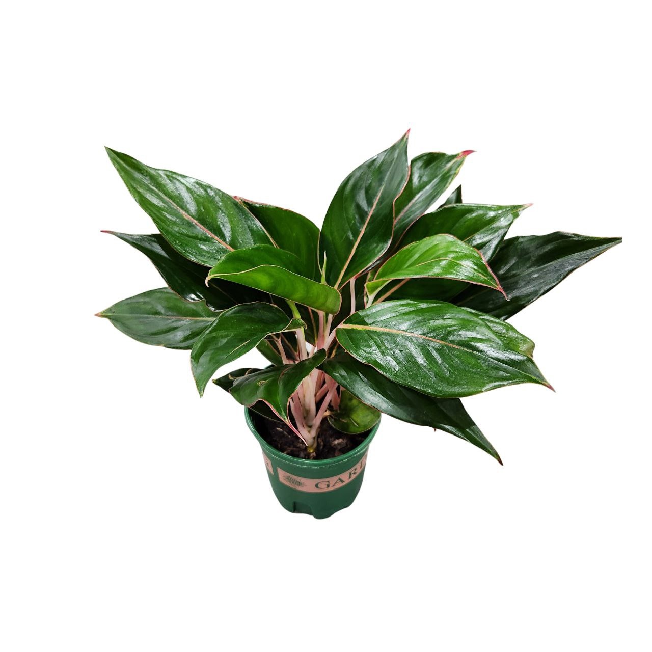 Аглаонема Сапфир