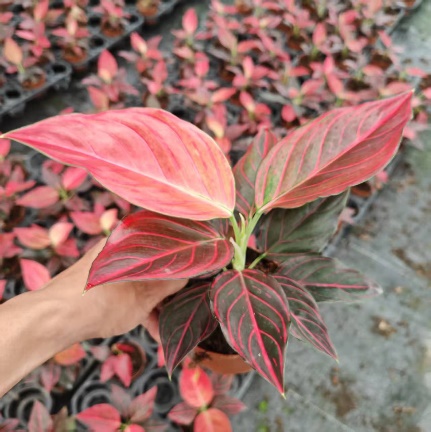 Аглаонема красная