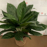 Аглаонема белая Сноу Принцесс