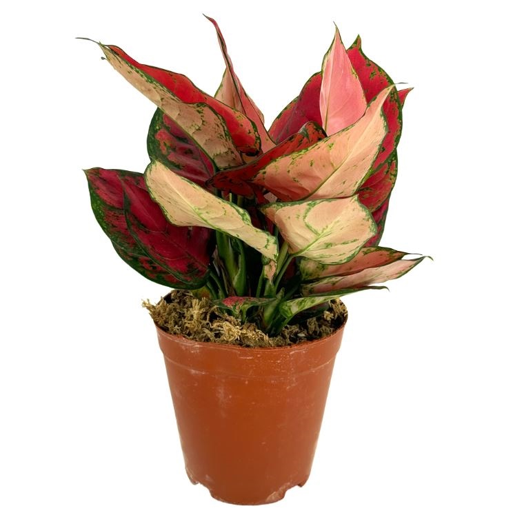 Аглаонема Ред Руи